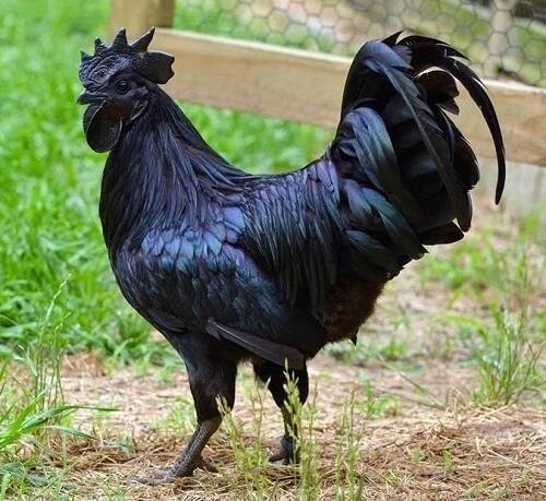 Vzácné plemeno Ayam Cemani aneb slepice černá jako uhel - Světkreativity