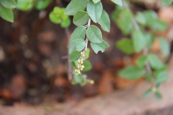 Sageretia thea – eFlora of India