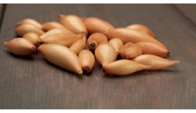GardenSeed Premium Cibule sazečka Birnformige, 250 g nakoupit u OBI