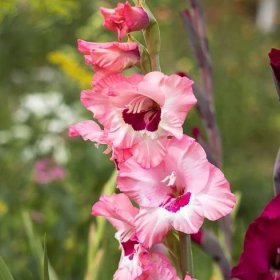 Gladiol růžový Wine and Roses – Gladiolus – gladioly – hlízy
