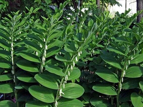 Kokořík vonný - Polygonatum odoratum - Zahradnictví Spomyšl