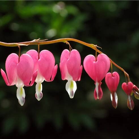 Srdcovka – Dicentra spectabilis – srdcovky – cibulky