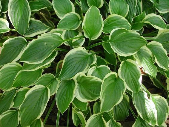 Bohyška - Hosta SO SWEET