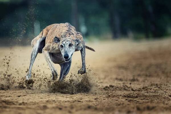 4 Best Dog Crates for Greyhounds (Buyer Reviews & Tips)