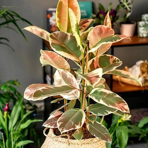Ruby Pink Rubber Tree