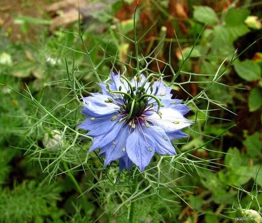 Černucha damašská (Nigella damascena)