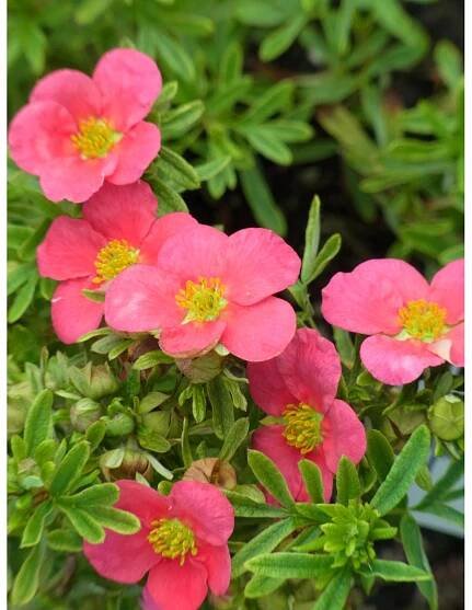 OBI Mochna křovitá (Potentilla fruticosa) růžový, výška 25-30 cm, cca 3 l