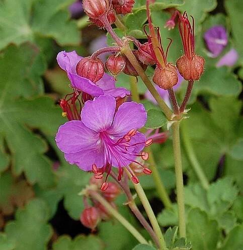 Kakost oddenkatý GERANIUM MARORRHIZUM