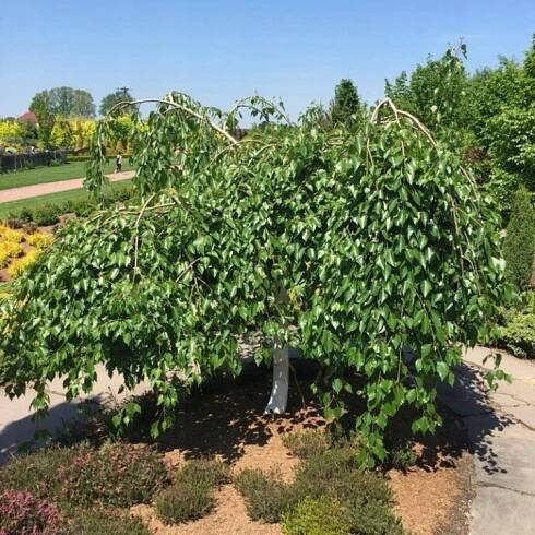 Bříza užitečná LONG TRUNK plačící NA KMÍNKU VELKÁ SAZENICE bříza pendula