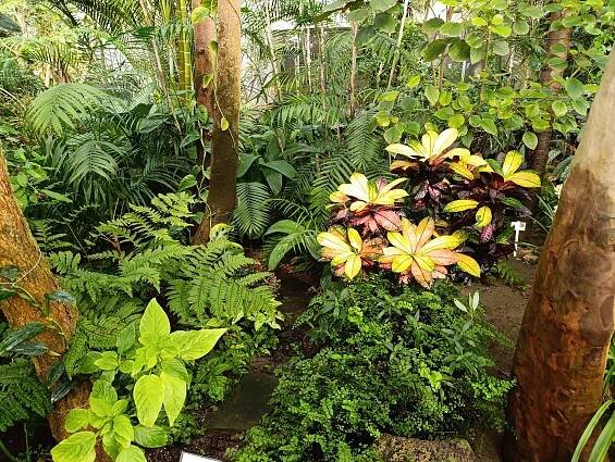 Botanická záhrada výstava orchideí 2025 - LUX