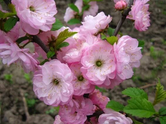 Jak se jmenuje keř, který vypadá jako sakura?