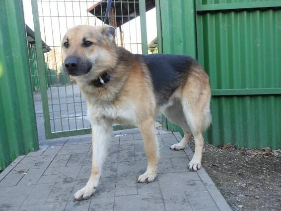 Psi k adopci z útulků, azylů a neziskových organizací
