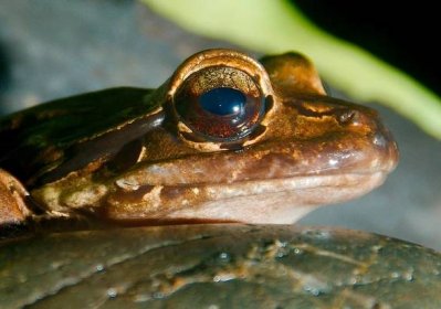 Obří žába na ostrově Dominika platila za pochoutku, teď je blízko vyhynutí. Vědci našli jen 21 jedinců - Ekolist.cz