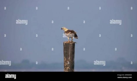 White bellied sea eagle perched on a wood log with fish catch Stock Photo - Alamy