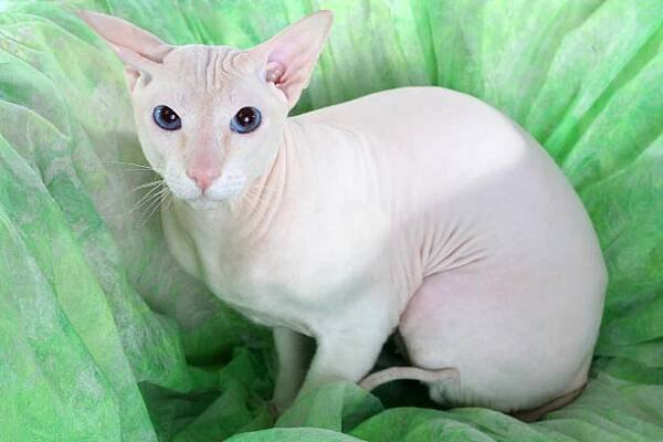 peterbald bezsrstá kočka na zelené pohovce - sphynx - stock snímky, obrázky a fotky