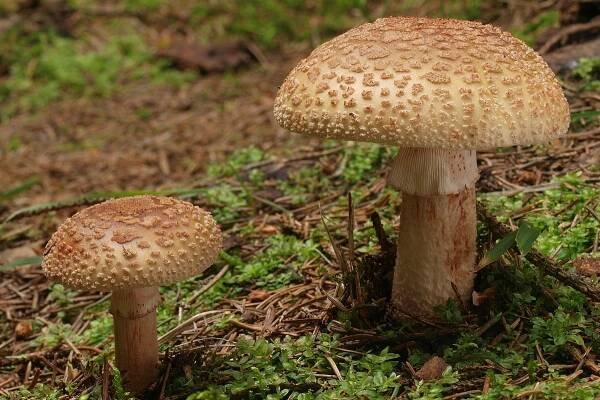 Sombrero de Amanita rubescens