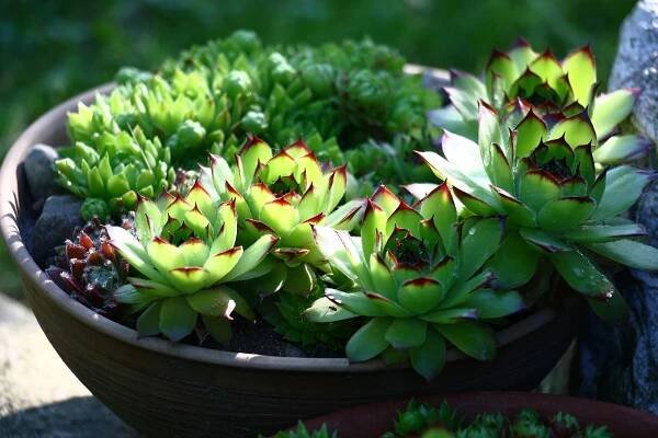 Sempervivum tectorum
