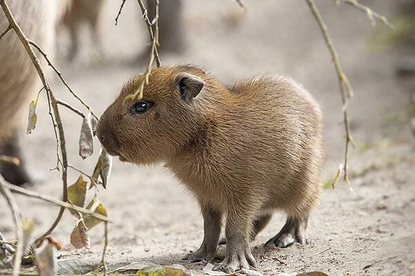 cría de capibara