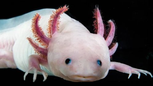 Axolotl je jedinečný tvor, kterému může dorůst část těla
