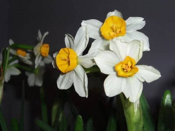 Conservation — In Defense of Plants