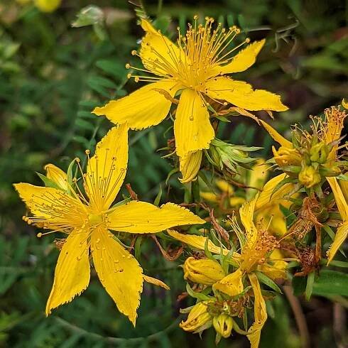 St John’s Wort ( Hypericum perforatum )