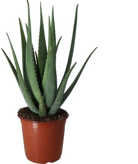 Aloe "prav"  Seznam.cz