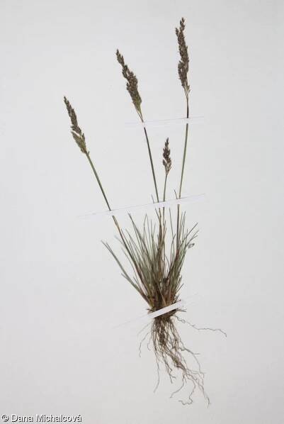 Corynephorus canescens – paličkovec šedavý • Pladias: Databáze české flóry a vegetace