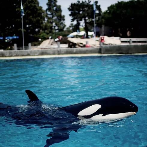Disturbing truth behind 'video of trainer Jessica Radcliffe being savaged by orca'