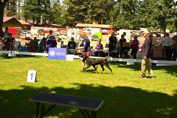 2023 Show Photos – Clackamas Kennel Club