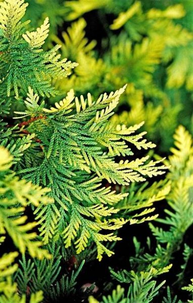 'Sunkist' Oriental Arborvitae