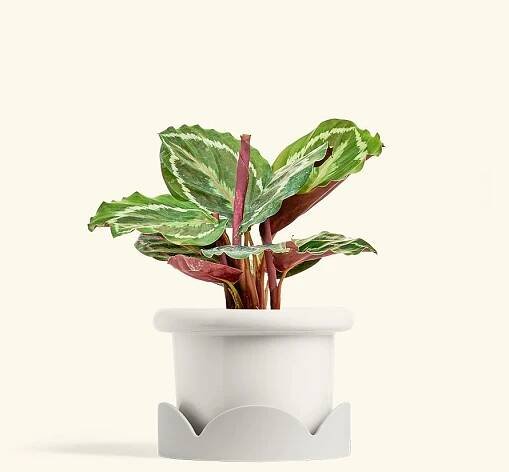Calathea Medallion in a 4 inches Fat Lip White Planter in a Oat Petal Drip Tray