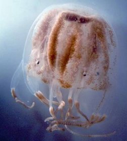 Dravá medúza čtyřhranka trojlistá (Tripedalia cystophora) na fotografii, která si našla svoje místo na titulní straně časopisu PNAS.
