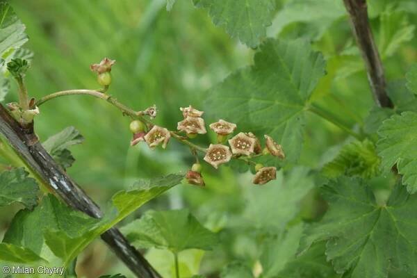 Ribes nigrum – rybíz černý • Pladias: Databáze české flóry a vegetace