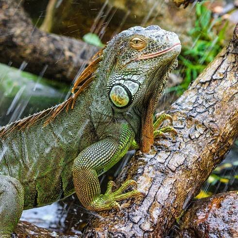 The Madras Crocodile Bank Trust & Centre for Herpetology