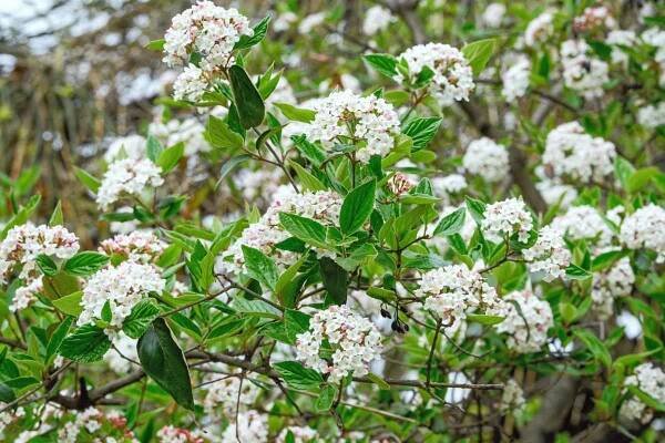 Arboretum v Hamzově léčebně: Kalina Carlesiova je keř s drobnými bílými květy 