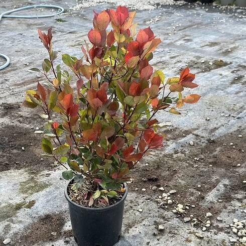Photinia fraseri ́LITTLE RED ROBIN ́, kont. 3l