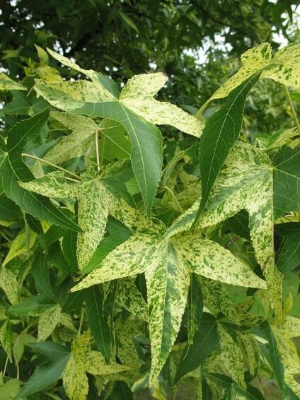 Liquidambar styraciflua 'Aurea'