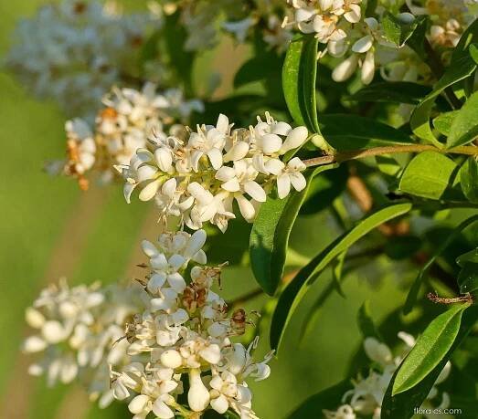 Ptačí zob obecný (Ligustrum vulgare), květy, květenství