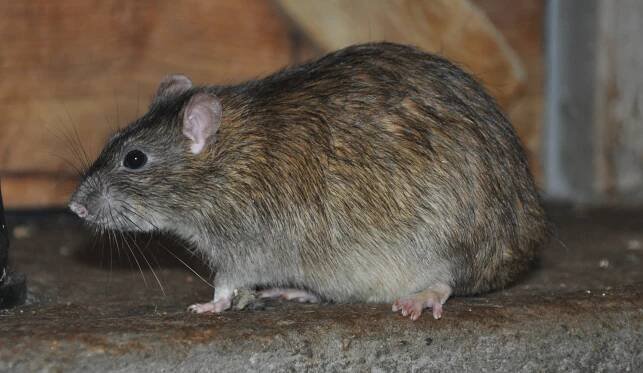 Rattus norvegicus - potkan