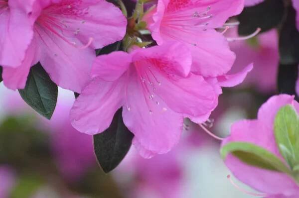 Květiny Azalea na větvi — Stock obrázek
