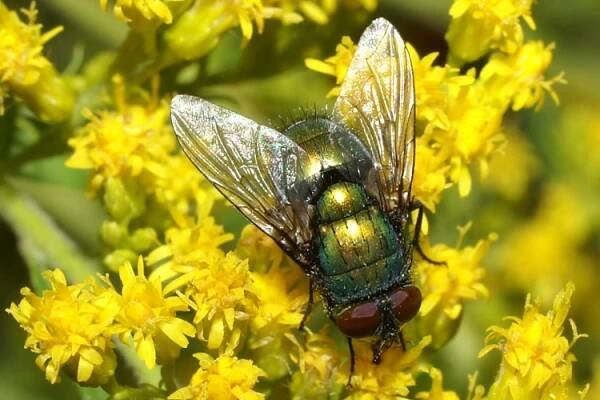 Lucilia sericata (bzučivka zelená) | BioLib.cz