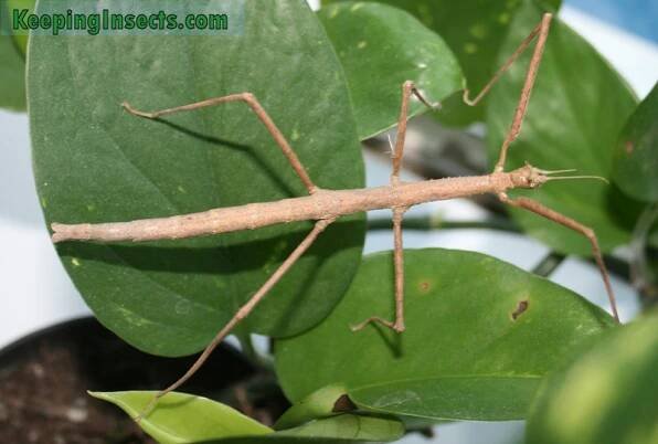 adult-female-annam-stick-insect