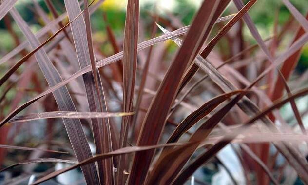 Cordyline Australis "Red Star" (New Zealand Cabbage Tree)