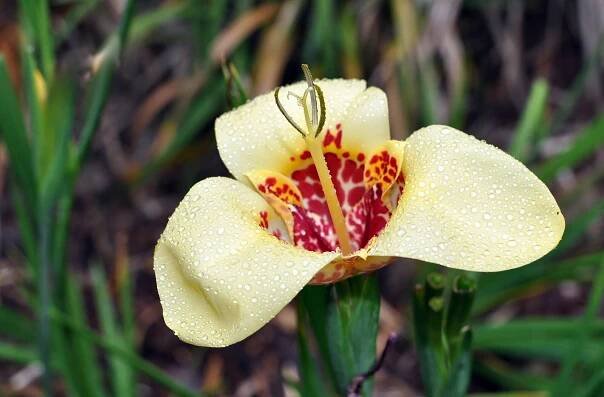 Tigridia pavonia (Tiger Flower)