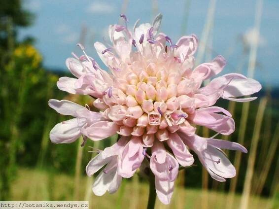 Herbář Wendys - Knautia arvensis - chrastavec rolní