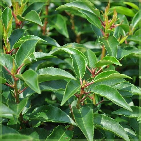 Bobkovišeň portugalská ANGUSTIFOLIA nevídaný NA ŽIVÝ PLOT VELKÁ SAZENICE Výška sazenice 100–120 cm