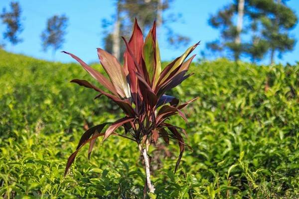 Red cordyline growing outdoors in summer sun