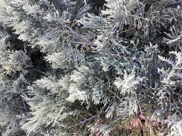 Juniperus virginiana Golden Spring jalovec virginský C3 květináč 30-40 :: Zahradnictví Azalia