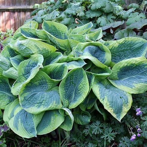 Hosta 'Frances Williams'_slovensketrvalky.sk