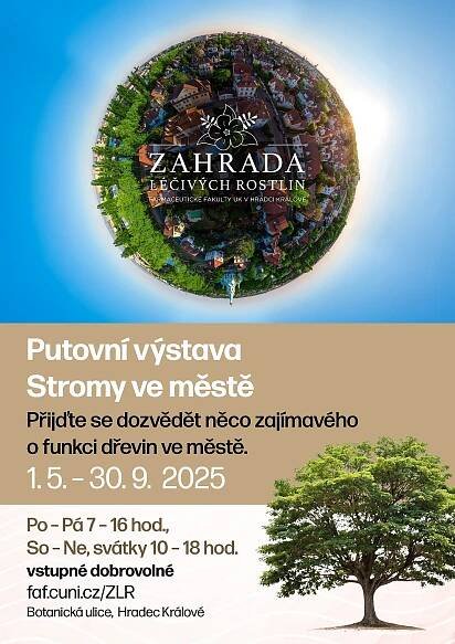Stromy ve městě